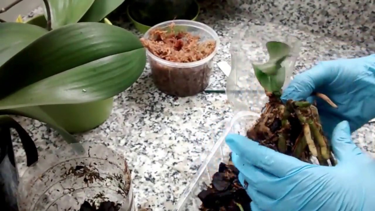 Rescate exitoso de una Phalaenopsis moribunda