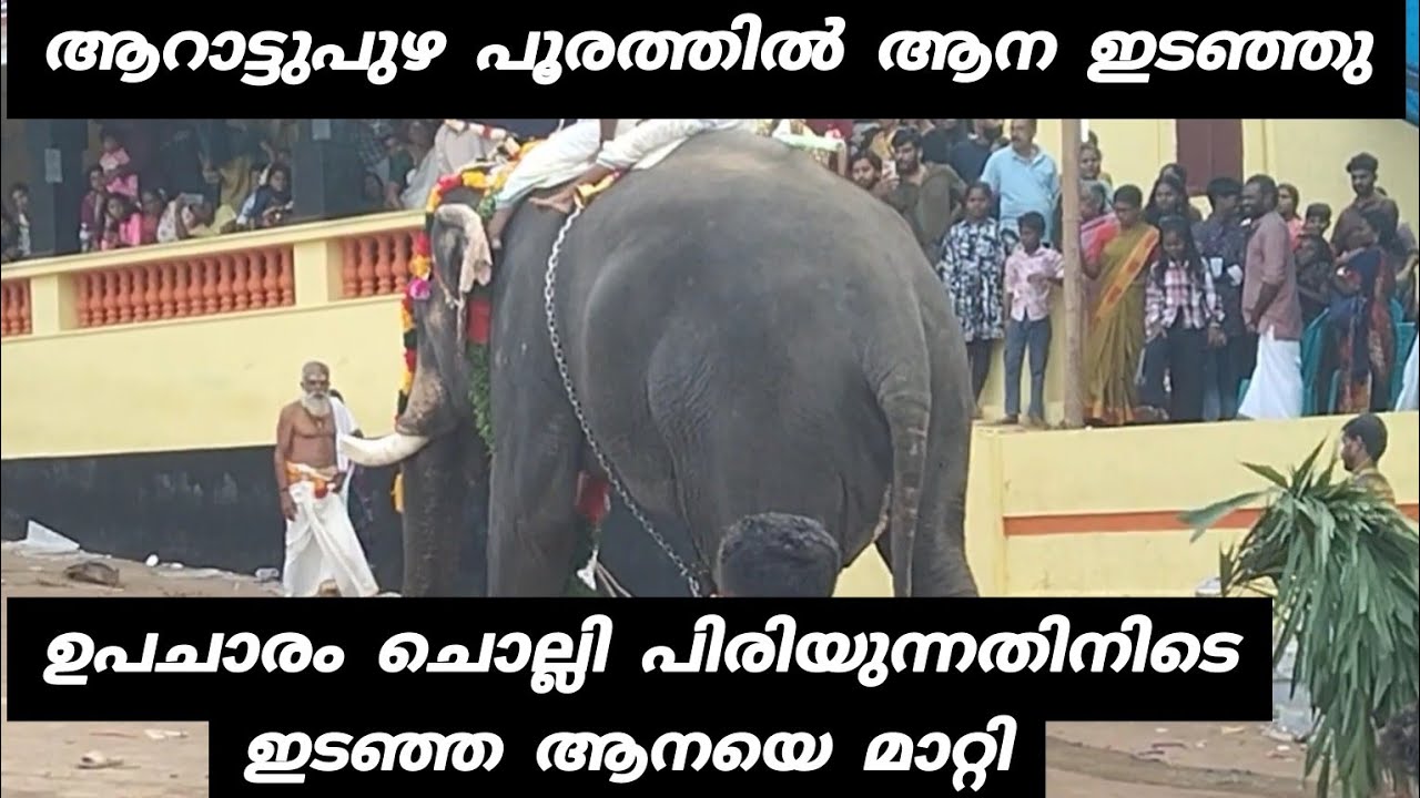 ആറാട്ടുപുഴ പൂരത്തിൽ ഇടഞ്ഞ ആനയെ മാറ്റി | Arattupuzha Pooram 2025