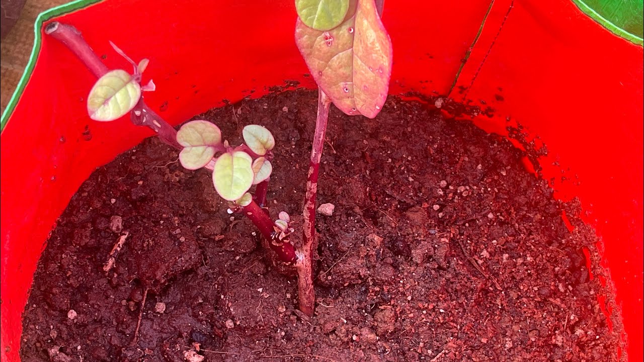இது என்ன கீரை தெரியுமா | garden | terrace garden | harvest | plants | seeds | grow | fertilizer | 