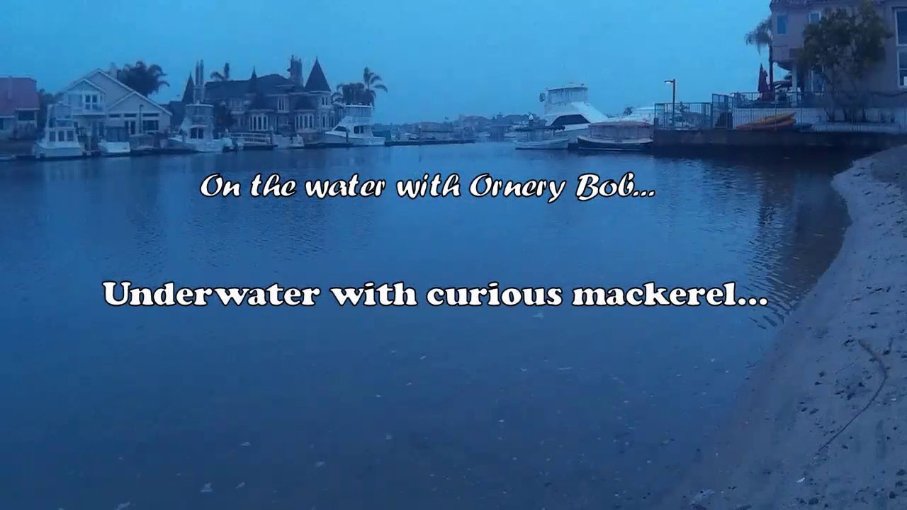 Float Tube Fishing - underwater footage of curious mackerel...