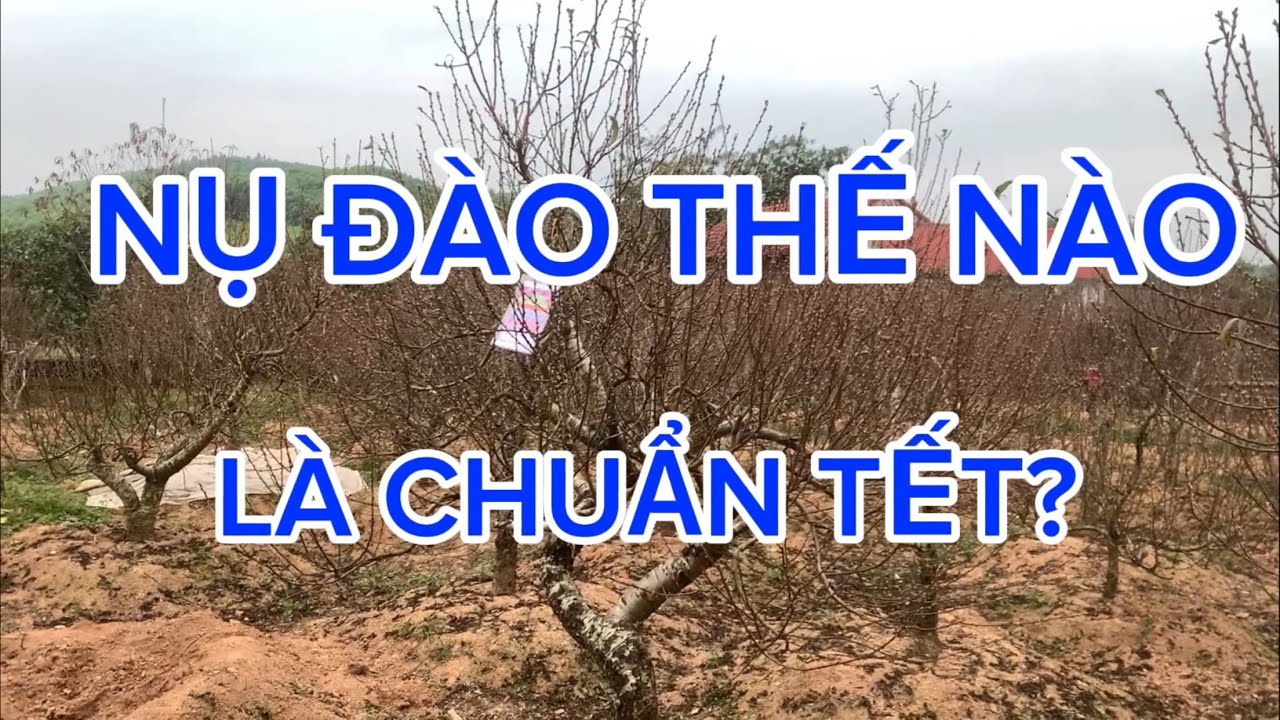 Nụ Đào Như Thế Nào Thì Nở Chuẩn Tết? Nhìn Phát Biết Ngay!