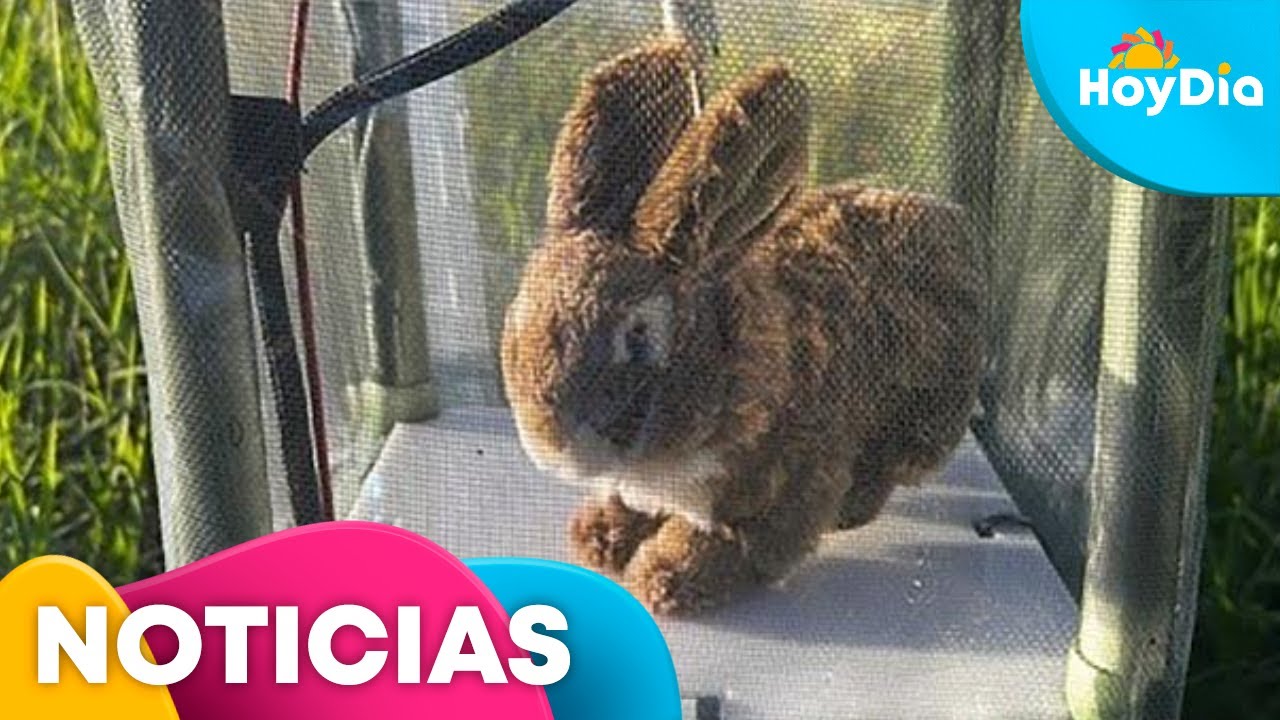 Florida usa conejos robots para frenar invasi&oacute;n de pitones | Hoy D&iacute;a | Telemundo