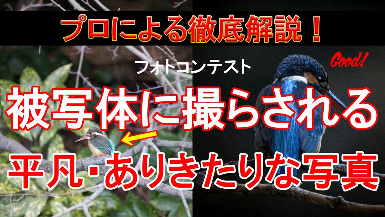 【プロの解説！平凡・ありきたり写真の原因】被写体に撮らされる！徹底解説！