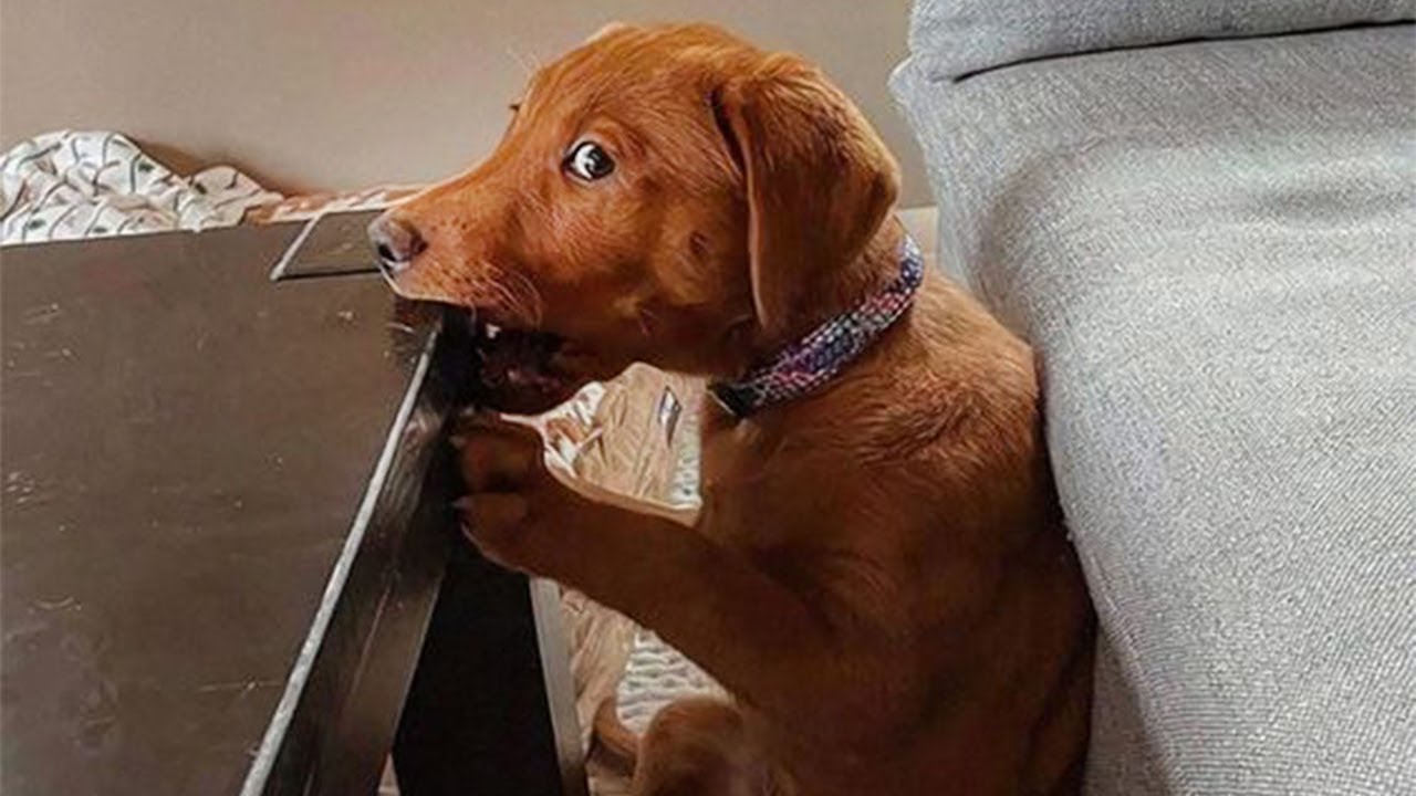 20 MINUTOS DEL PERRO MÁS DIVERTIDOS CAPTADOS POR LA CÁMARA