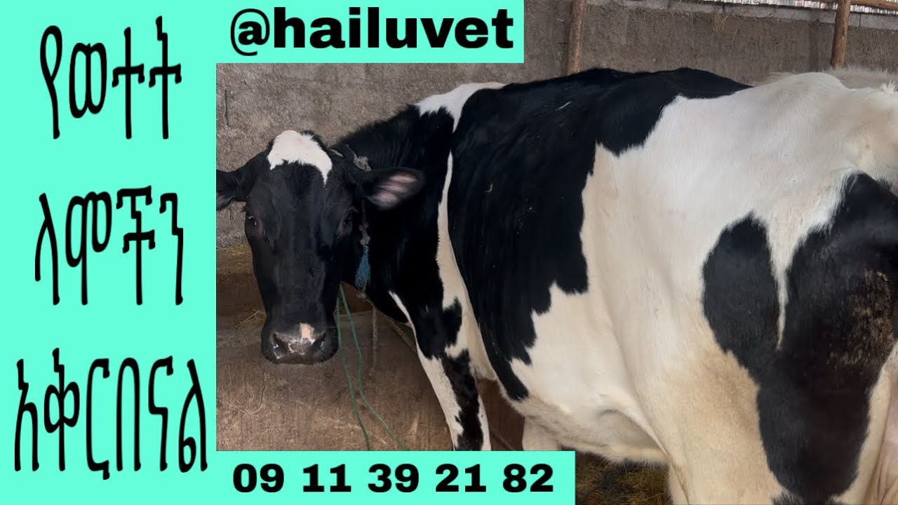 ከፍተኛ ወተት ምርት የሚሰጡ ምርጥ የወተት ላሞችን ይምረጡ