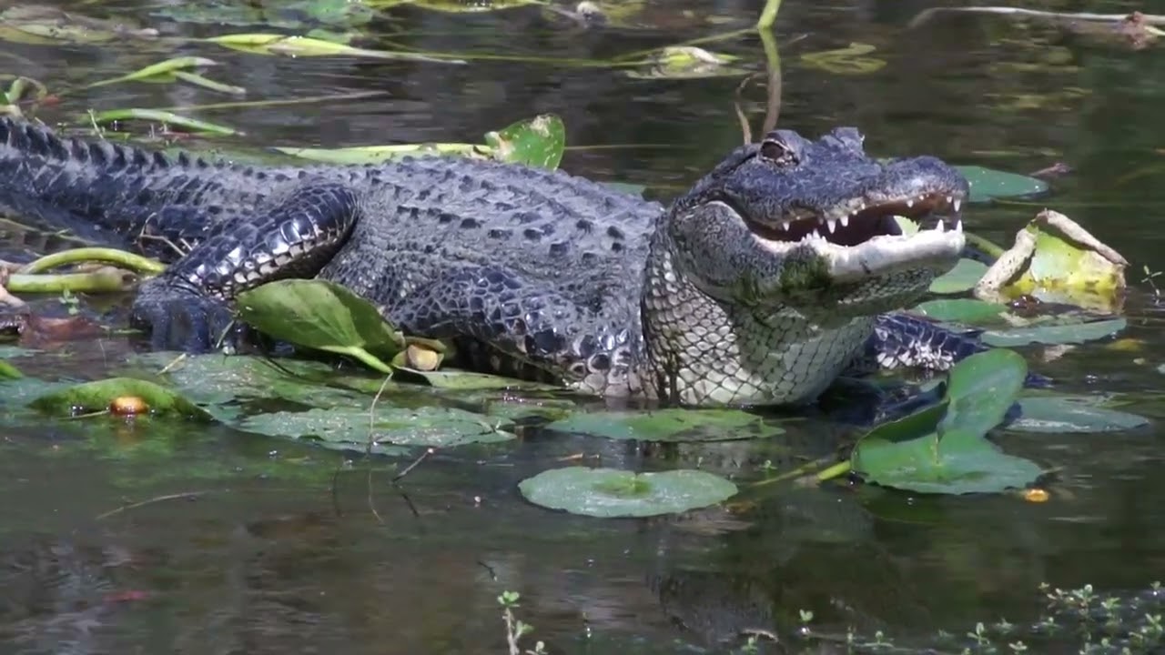Alligators