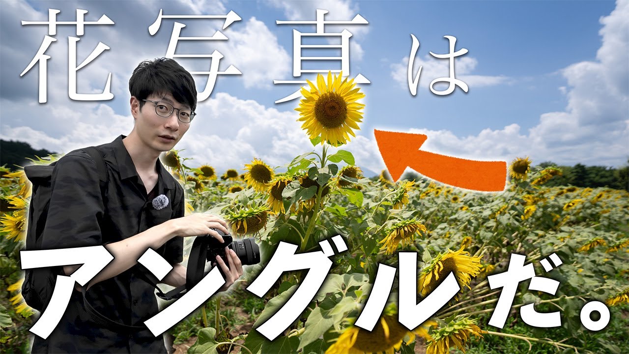 【夏の花撮影】ローアングルを意識するだけで写真が変わる！！いざ灼熱のひまわり畑へ！