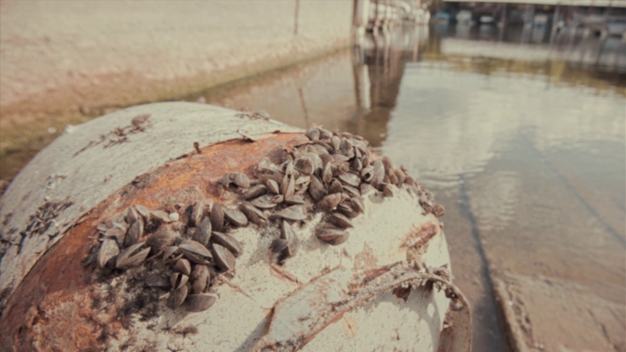 Hunters: How to Clean, Drain and Dry Your Boat