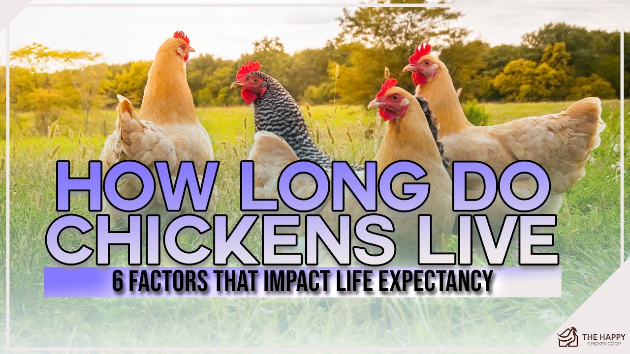 How Long Do Chickens Live: 6 Factors That Impact Life Expectancy