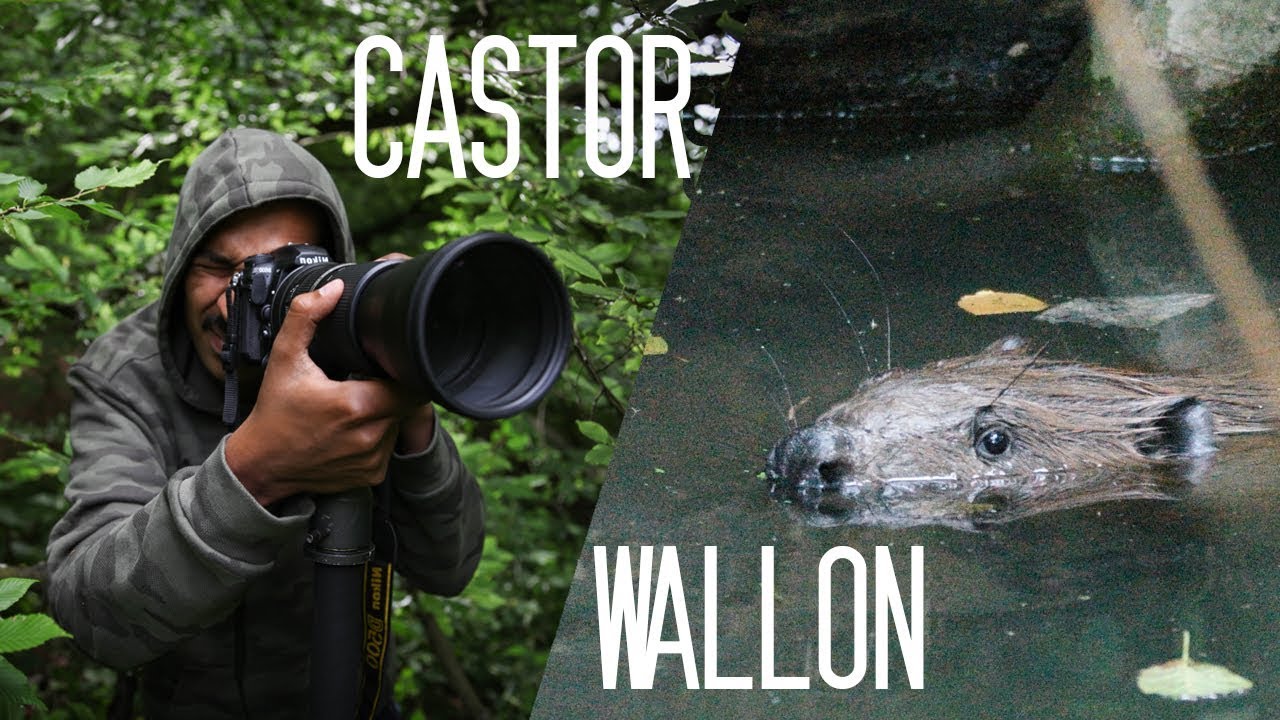 #2 Le Castor Wallon