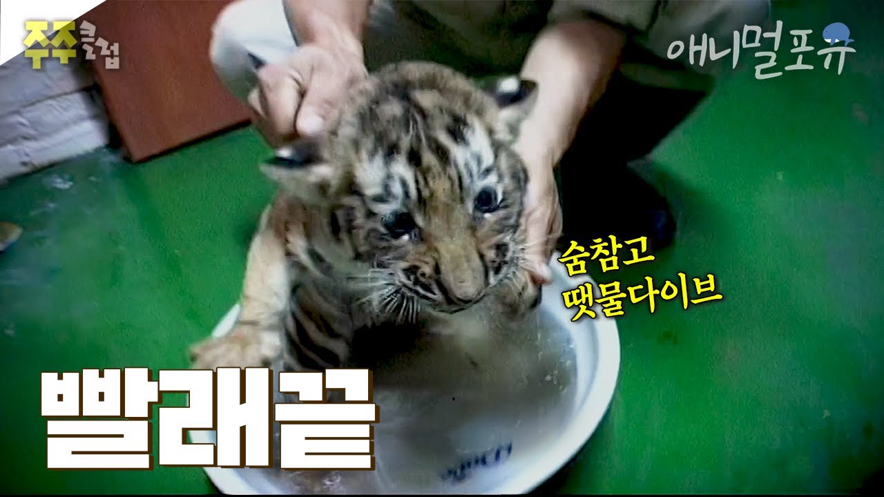 목욕 싫어!! 꼬질꼬질한 새끼호랑이 빨래하니 땟물줄줄?! 호랑이도 거침없이 씻기는 반도의 K사육사 ㅣ KBS 주주클럽 070729 방송