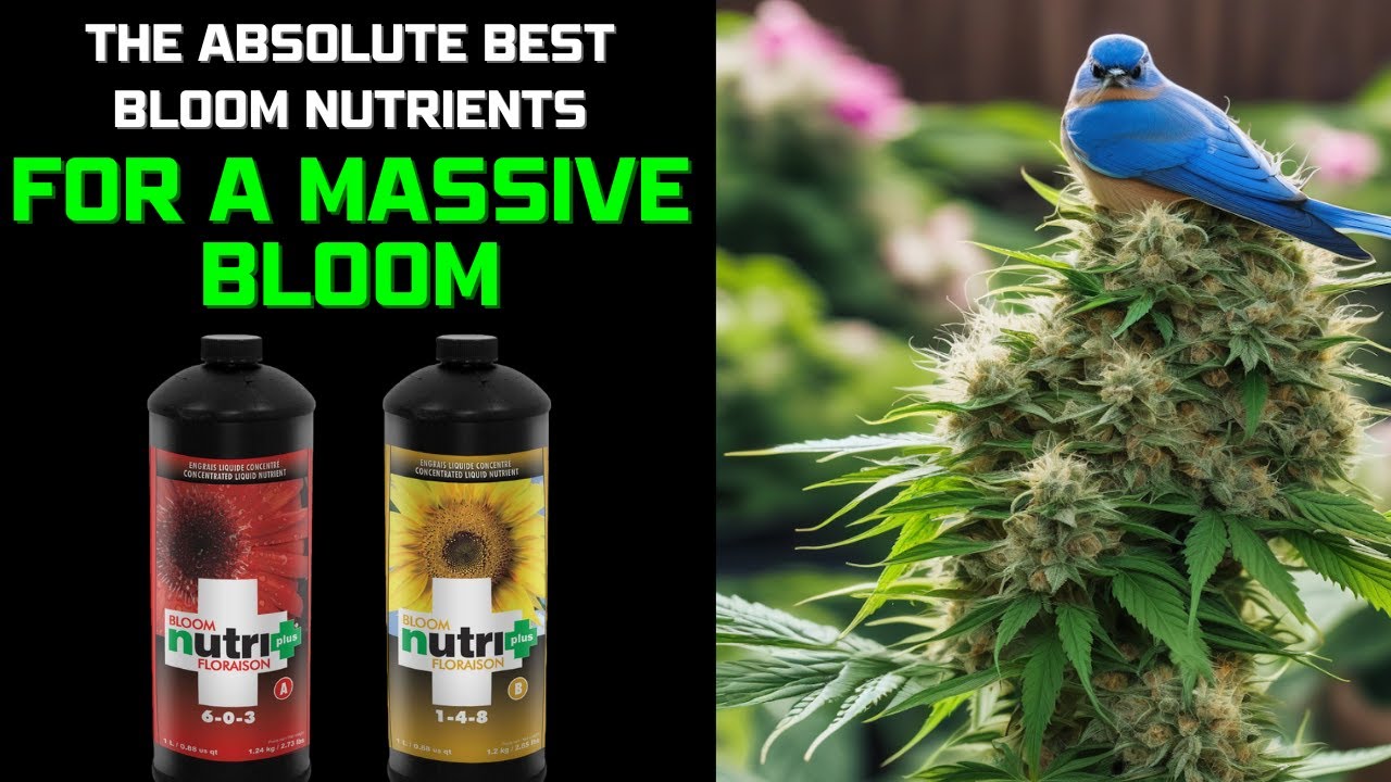 Dreaming of Massive Yields? Are You Considering Fox Farm Big Bloom Nutrients Trio Liquid Plant Food?