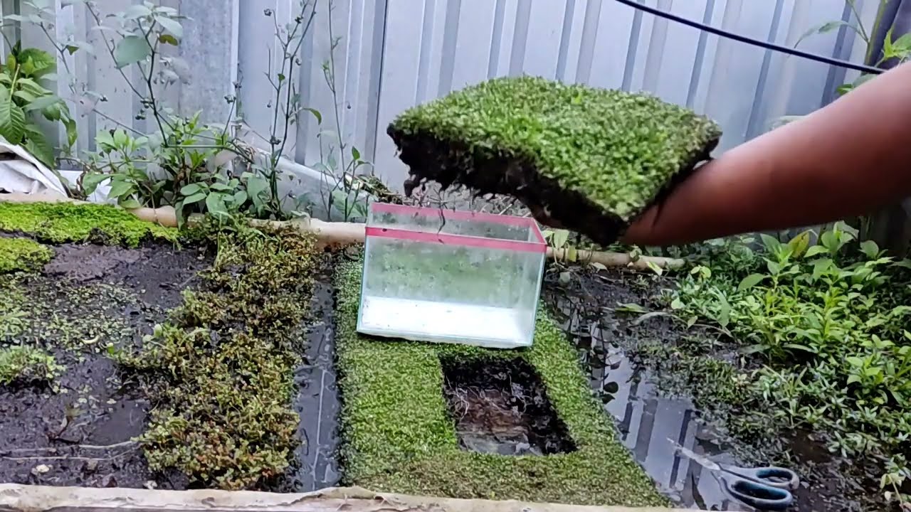 cómo tapizar un acuario fácil y rápido con planta natural.