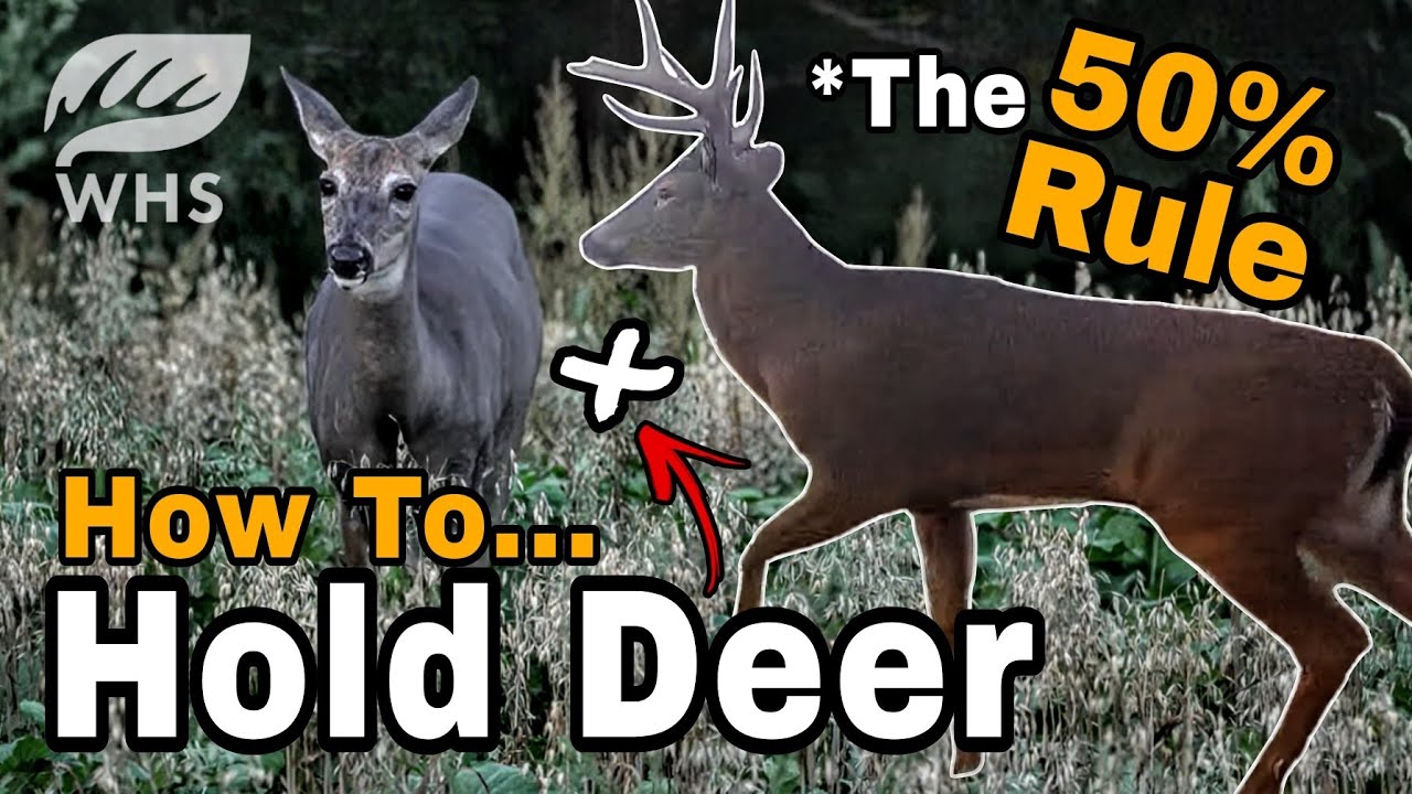 How We Build Deer Sanctuaries