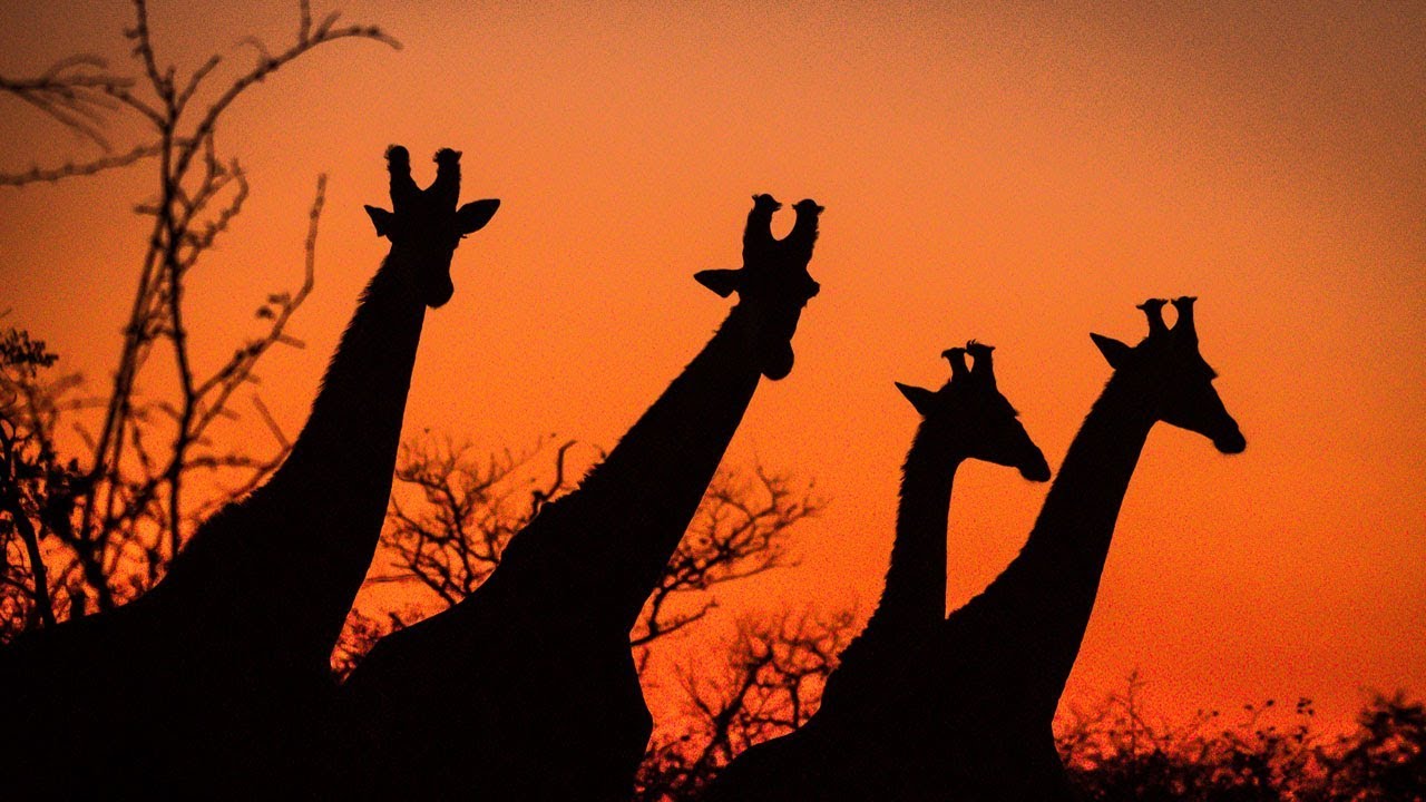 Game viewing in the Maseke Balule Game Reserve