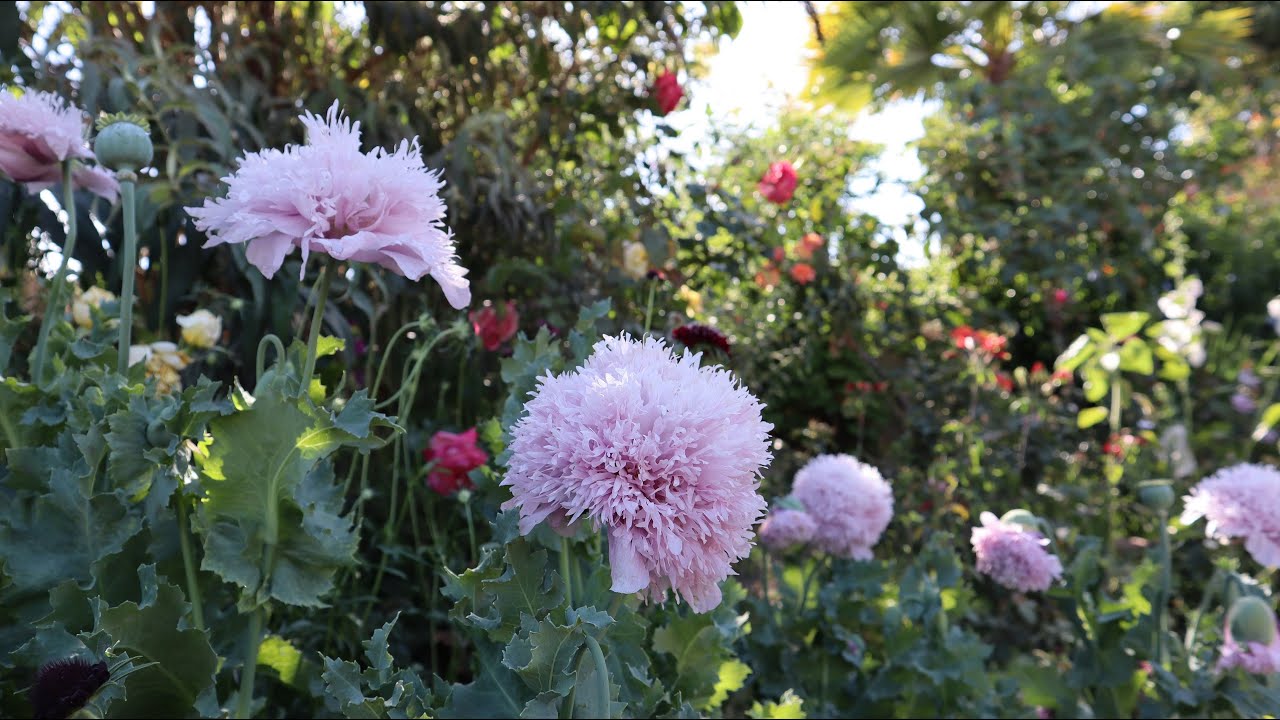 Cuidados de la Amapola de Peonia - Papaver somniferum paeoniflorum - Adormidera doble