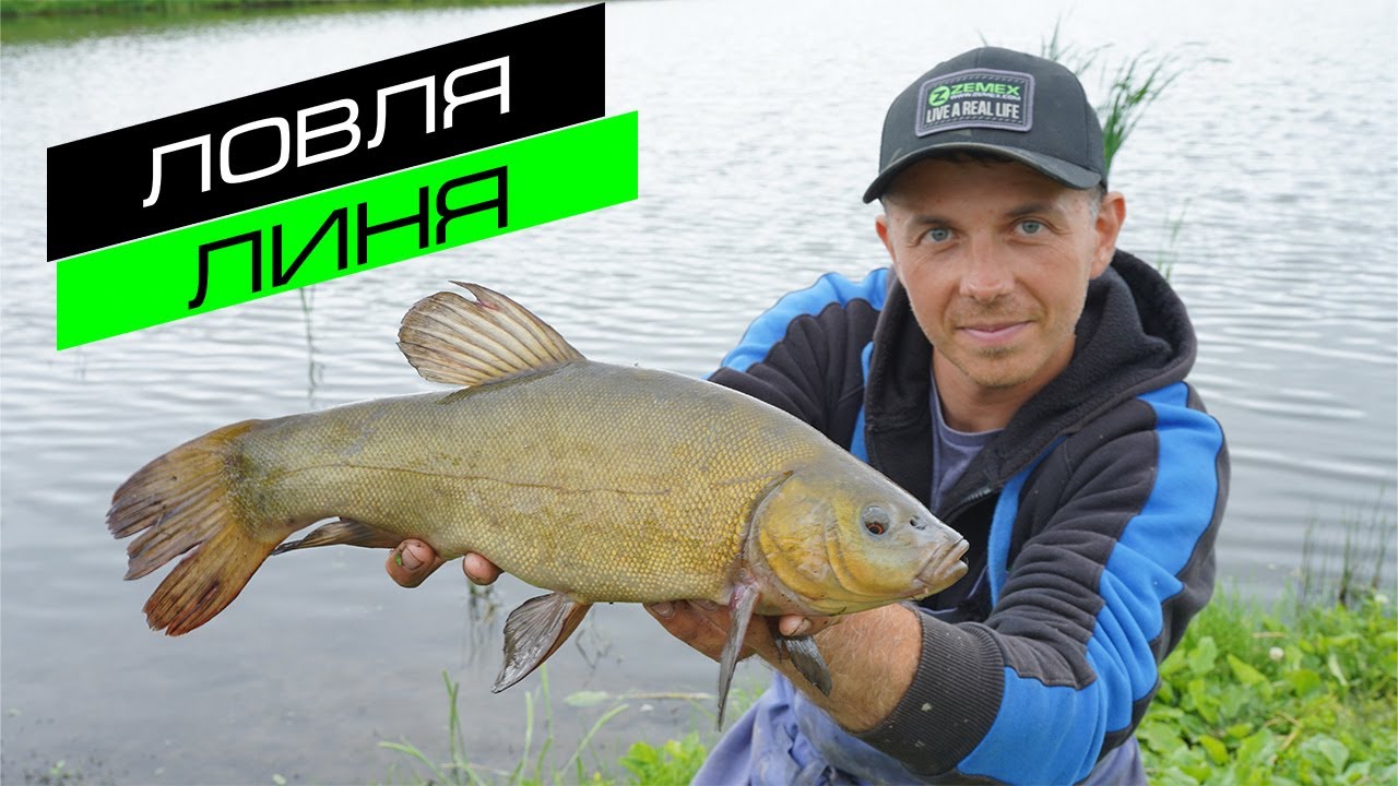РЫБАЛКА НА ФИДЕР / ЛОВЛЯ ЛИНЯ / FROS FISHING