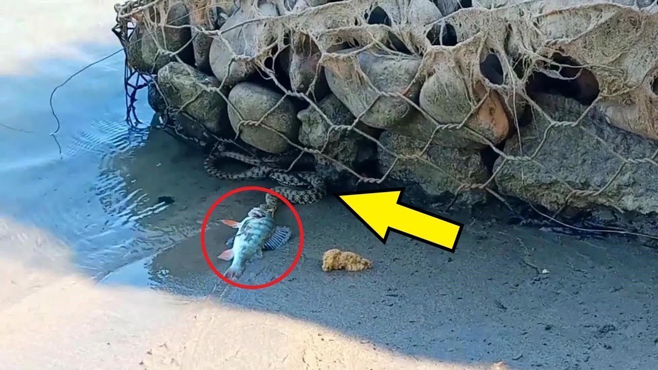 Der Fischer war sprachlos, als er DIES am Ufer bemerkte! So etwas hatte er noch nie gesehen!