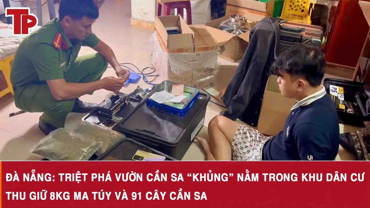 Đà Nẵng: Triệt phá vườn cần sa “khủng” nằm trong khu dân cư, thu giữ 8kg ma túy và 91 cây cần sa