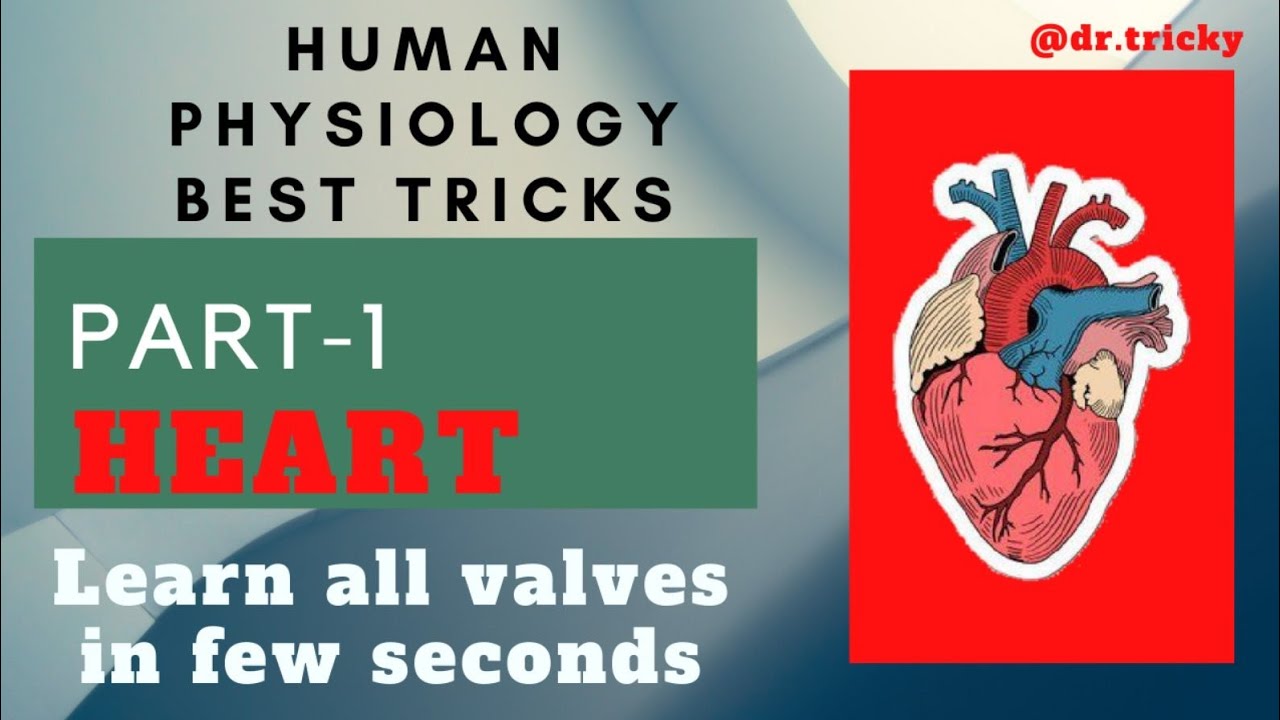 Best Tricks to learn all heart valves in just 3 Mins (NEET 2020) ||Dr. Tricky ||