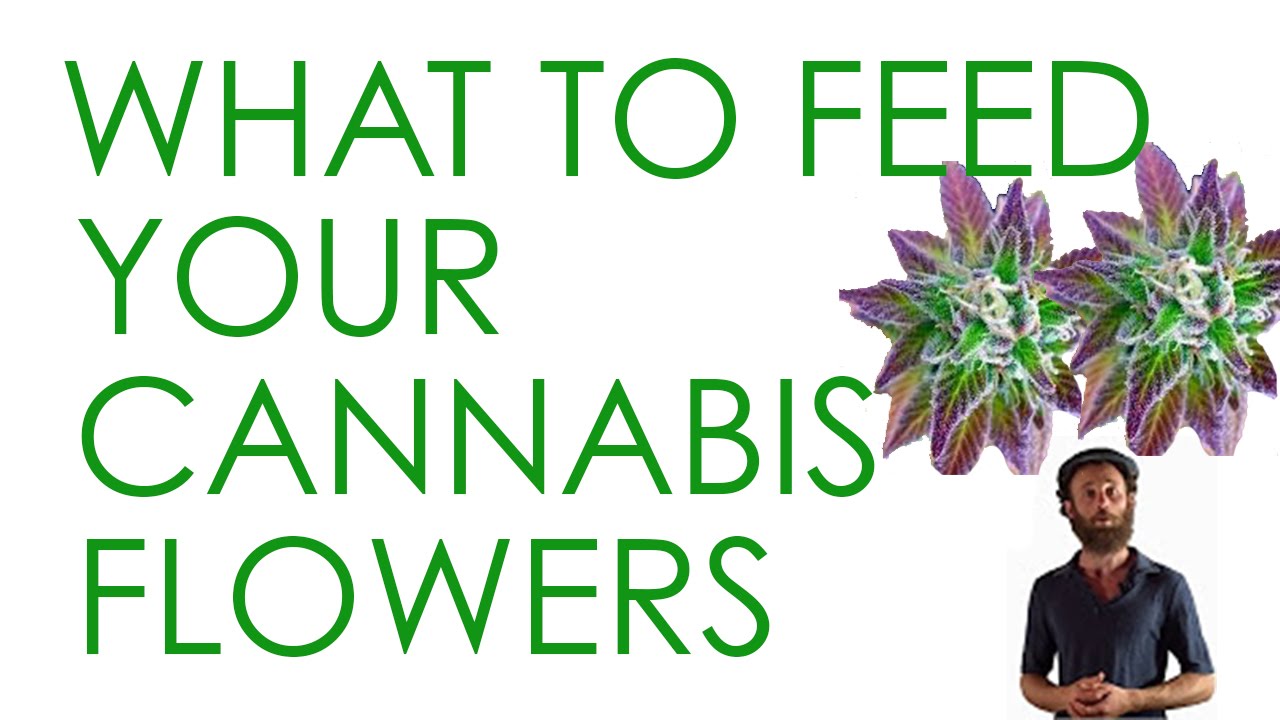 How to Feed Flowering Cannabis Plants