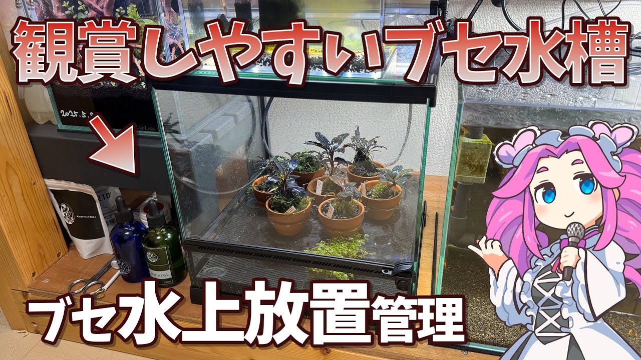 絶対溶かしたくない！ブセファランドラ水上育成の紹介