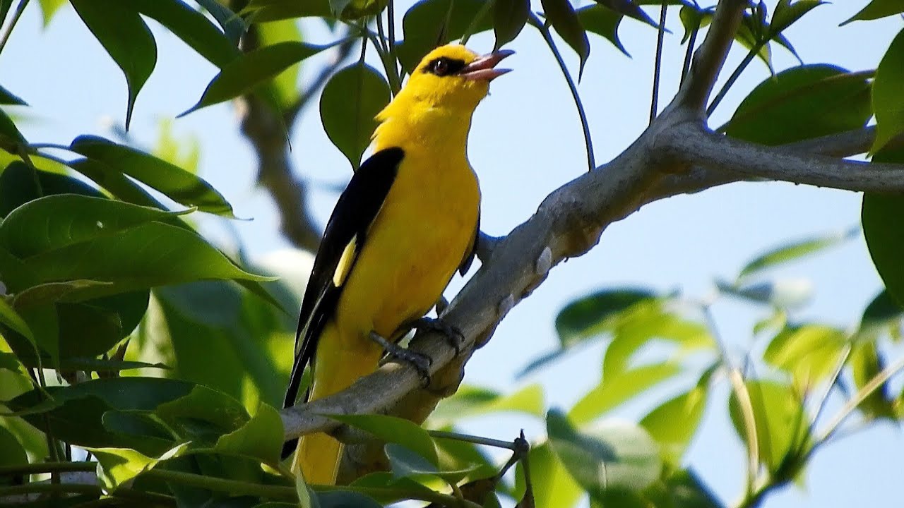 Beautiful Wild Yellow Bird singing sound like the nightingale - Bird singing song at morning