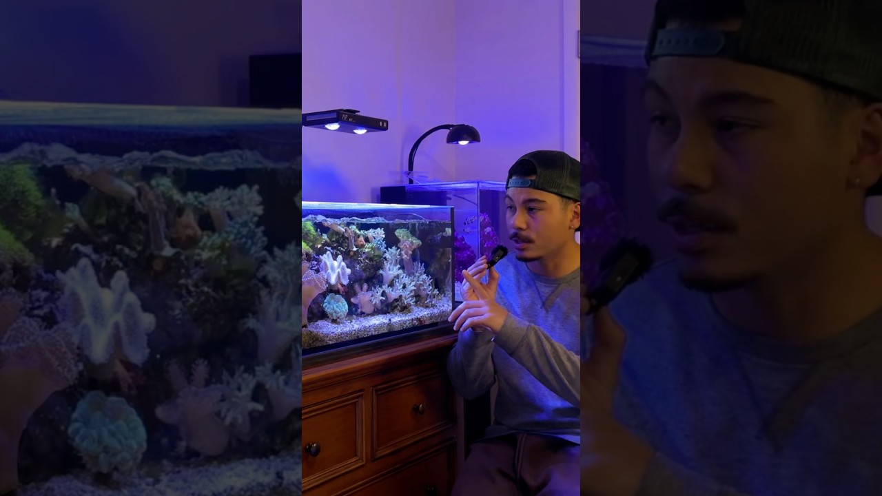 Мягким кораллам не требуется сверхсовременное оборудование.