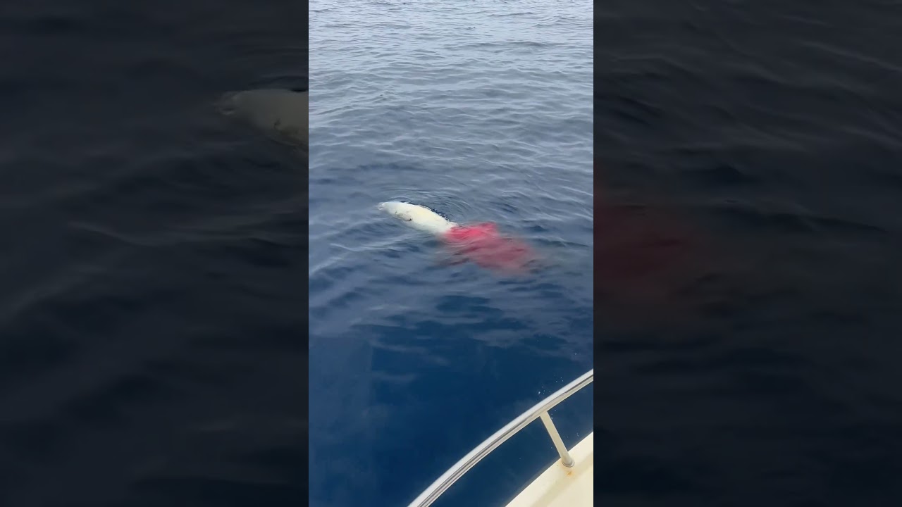 Giant mako shark with its kill