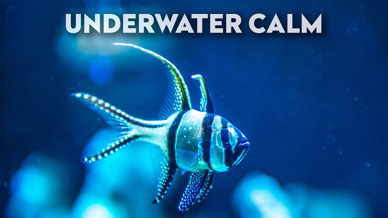 Underwater Serenity 🐢 Aquarium Ambience for Relaxation, Focus & Sleep