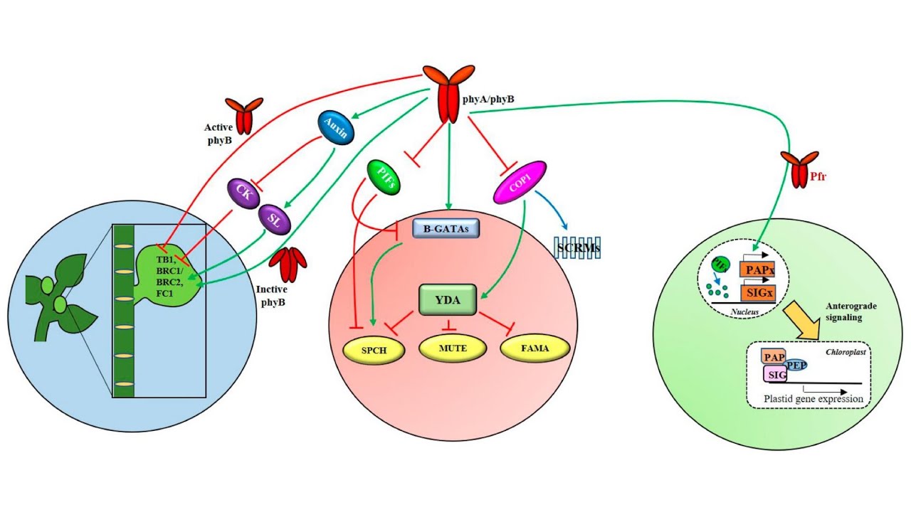 Phytochrome as regulator of photomorphogenesis (Part I)