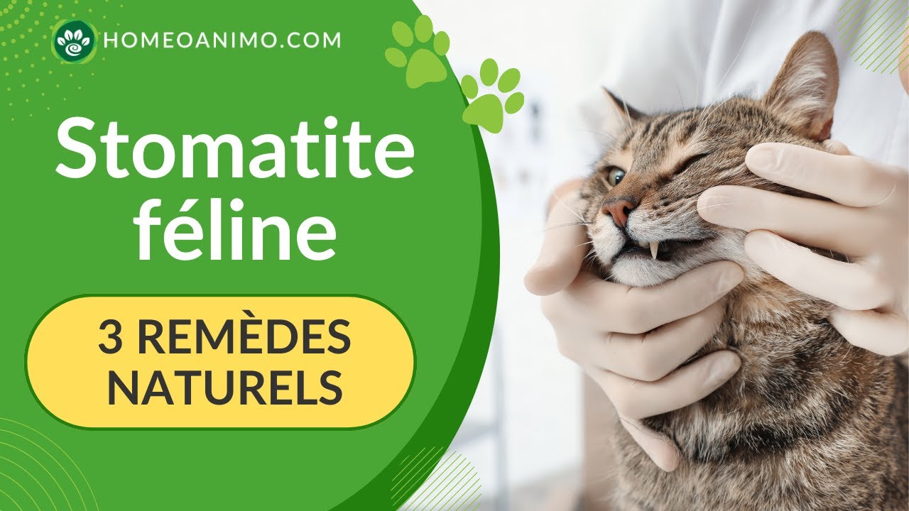 3 REMÈDES naturels pour la STOMATITE chez le chat