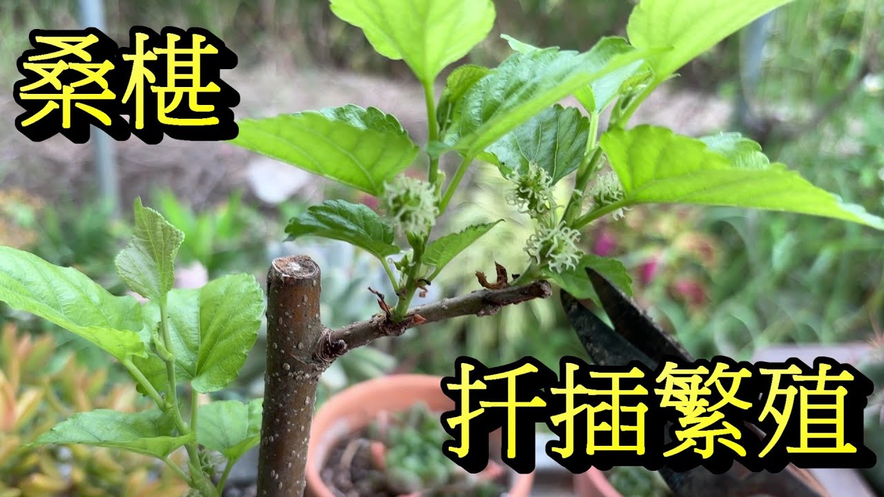 桑椹扦插繁殖方法