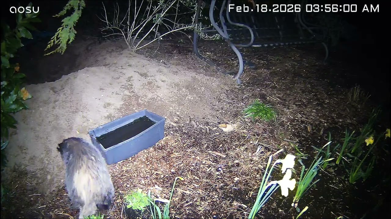 Our Family of Badgers - Our Family have dug a new entrance to their set and its massive ! 🦡🦡💞