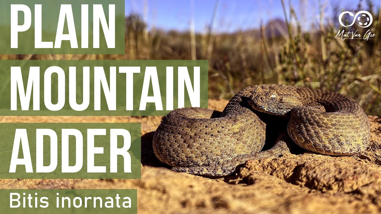 Plain Mountain Adder (Bitis inornata) | Herping South Africa