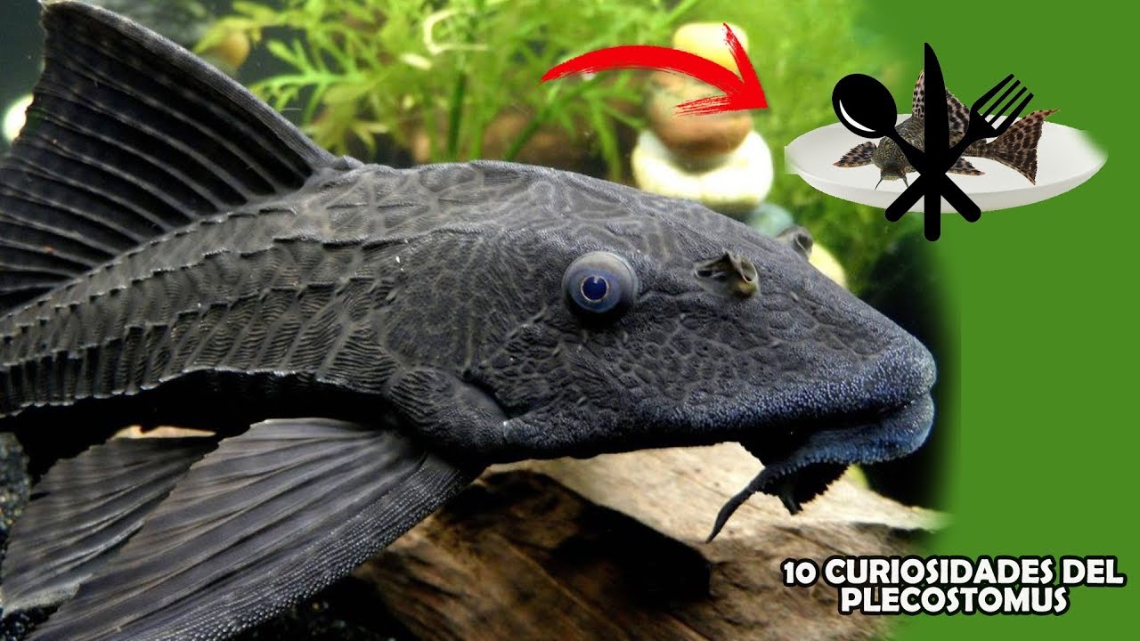 10 curiosidades del Pez PLECOSTOMUS que quizá NO SABIAS | AcuariosLP