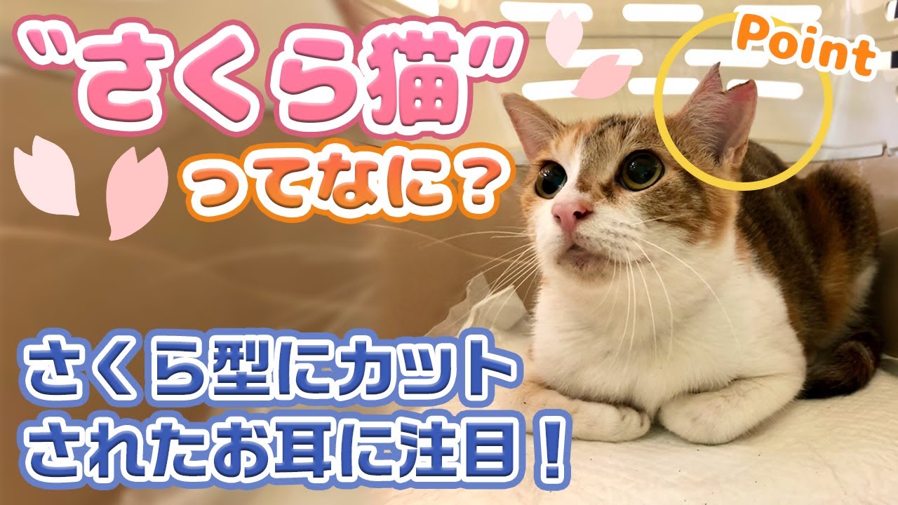 【保護猫】さくら猫って何？さくら型にカットされたお耳にご注目！　What is Sakura Cat?