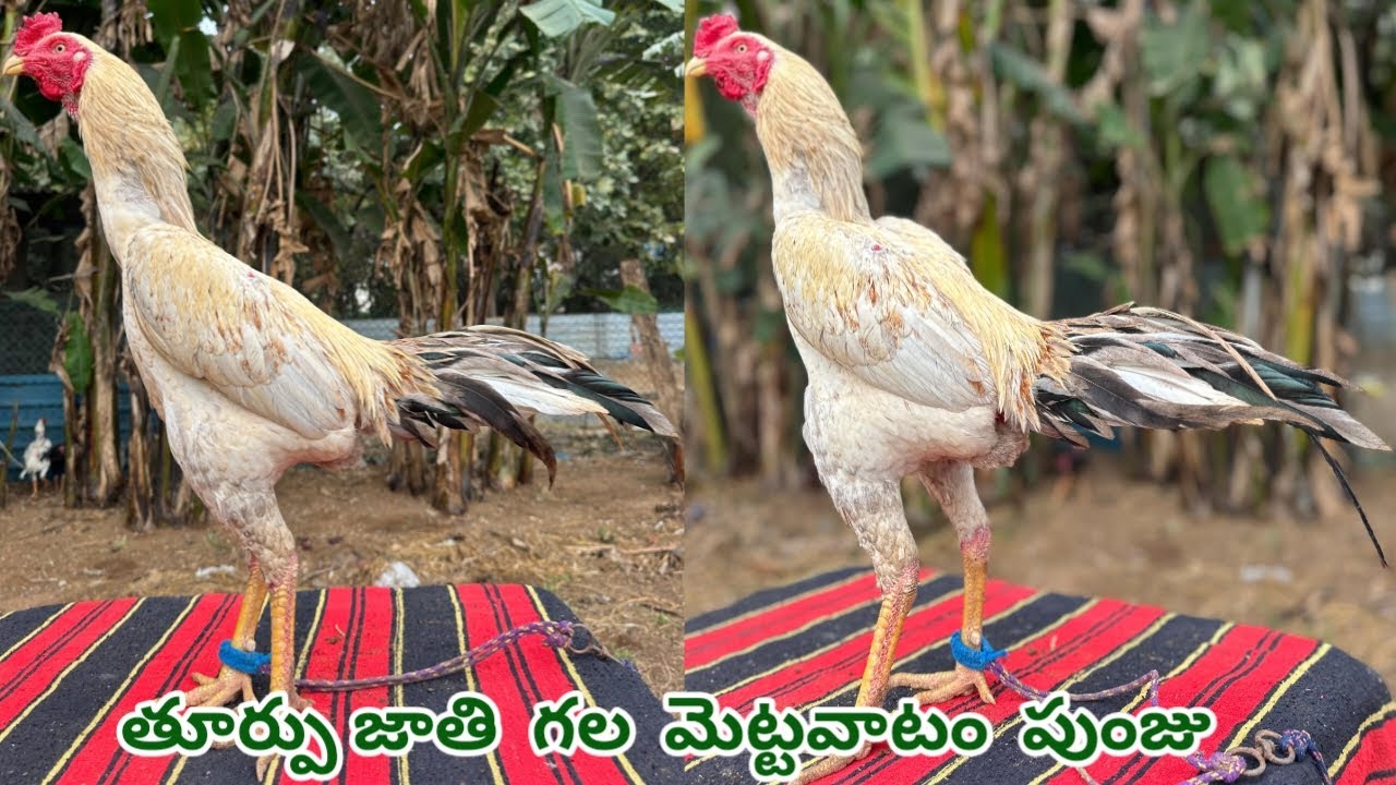 తూర్పు జాతి గల మెట్టవాటం పుంజు||Pala Abrass Punju||9014065276||Good Quality Solid Body||#mettavatam