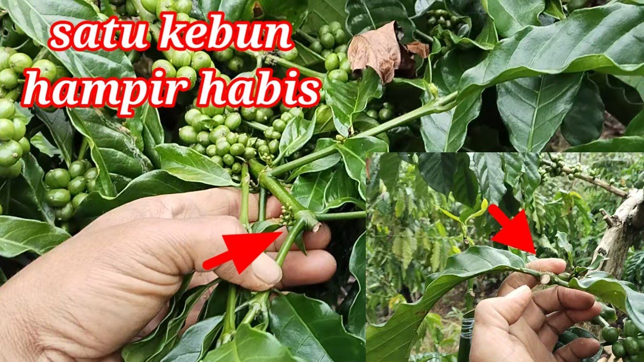 DEFINISI PETANI KURANG AHKLAK. AWAS INI DOSA JARIAH