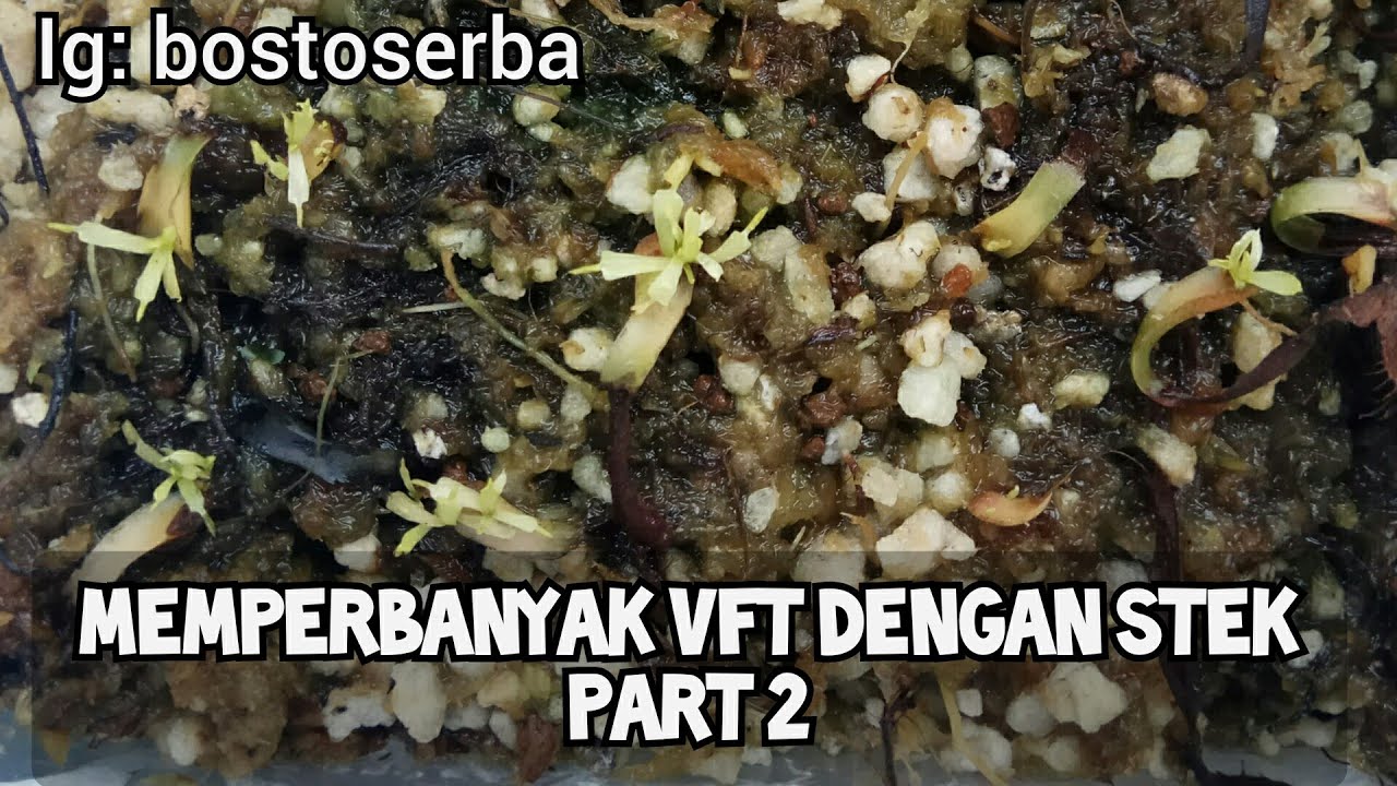 PERBANYAKAN VFT / VENUS FLYTRAP DENGAN STEK  (VENUS FLYTRAP LEAF CUTTING) PART 2