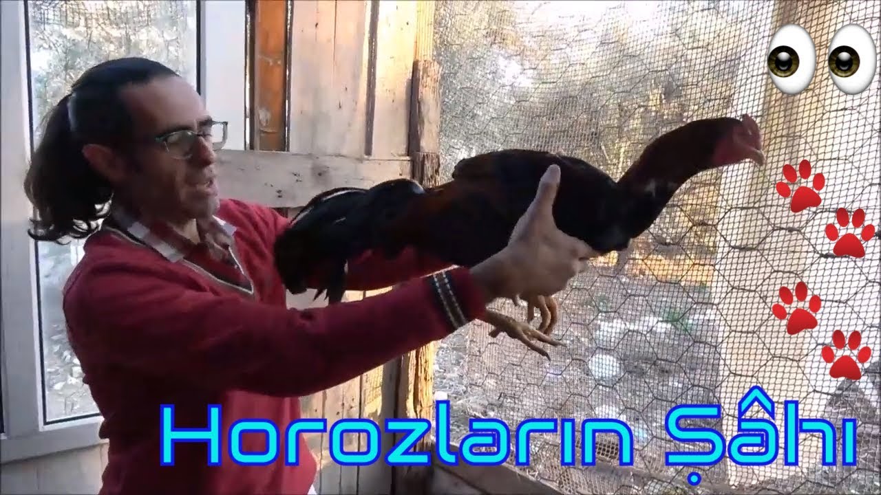 Hint Kümesine Daldım!!! (Hint Horoz ve Tavuklarının Özellikleri)