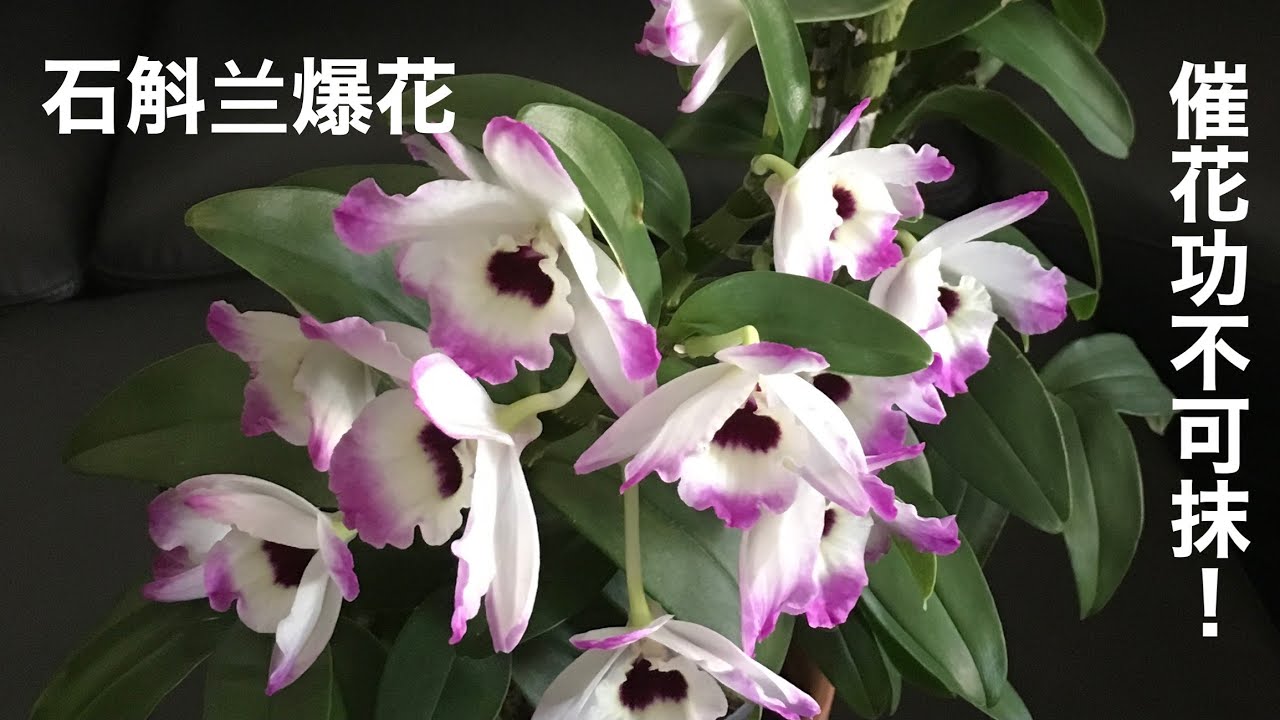 兰花（10）（国语）石斛兰如何催花