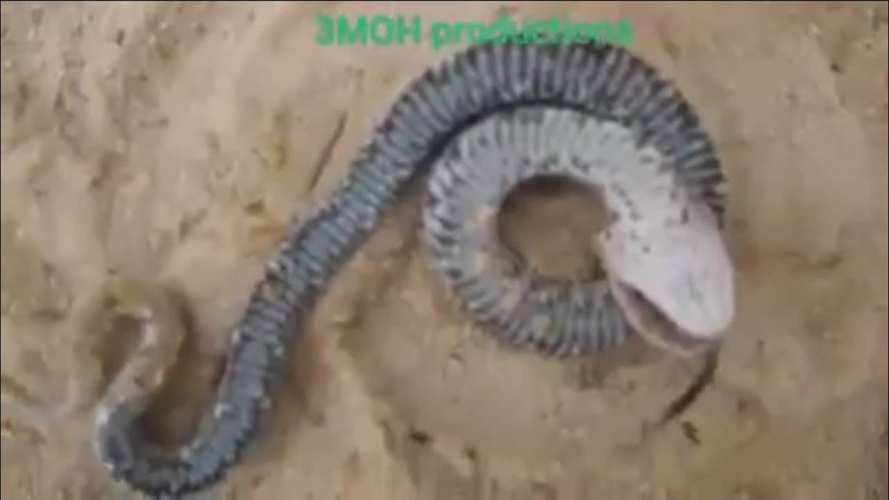 I AM DEAD SNAKE (Hilarious Voiceover!)
