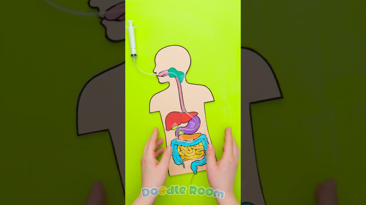🧠 Let&rsquo;s Learn! 🍎 Easy Digestive System For Kids 👧📚