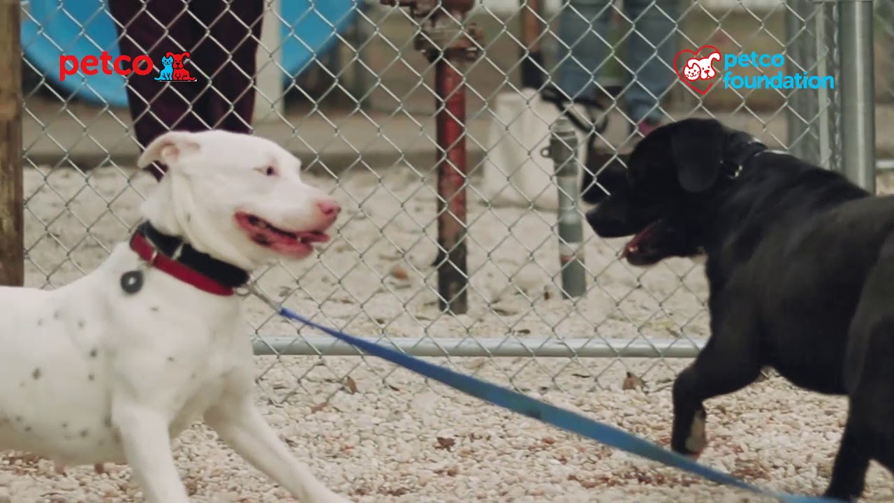 2018 Petco Foundation Love In Action Award