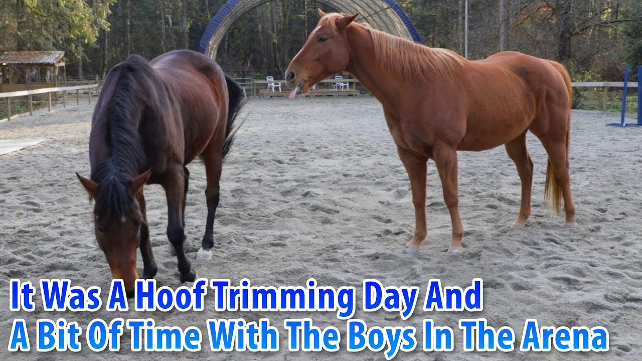 It Was A Trimming Hooves Kind Of Day And A Bit Of Time With The Boys In The Arena