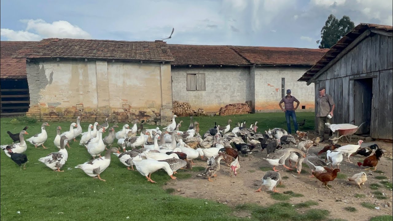 UM SÍTIO COM MILHARES DE ANIMAIS NA NATUREZA - SEU VILSON