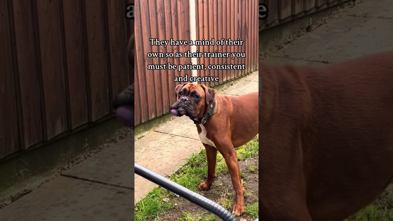 Things to know before getting a boxer dog