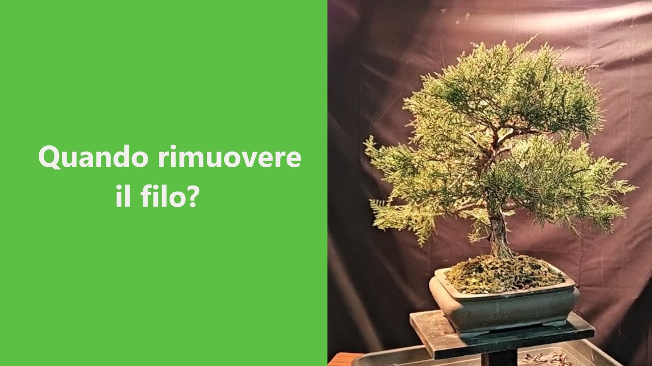 Come e quando rimuovere il filo dai nostri bonsai.