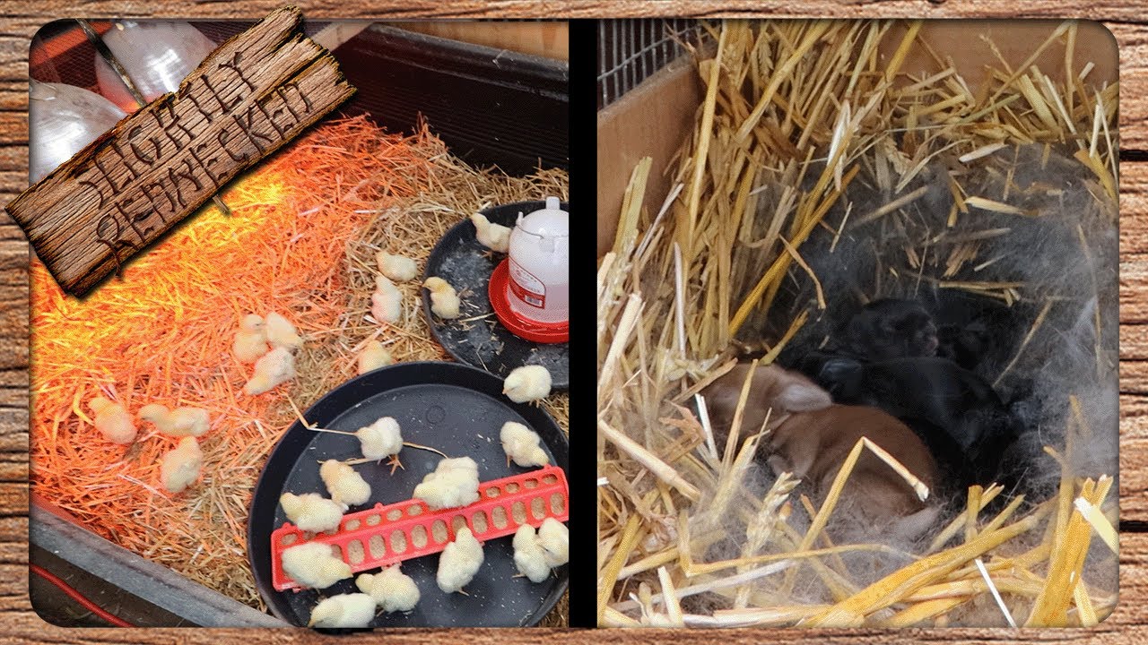 Meat Chicks and Baby Rabbits